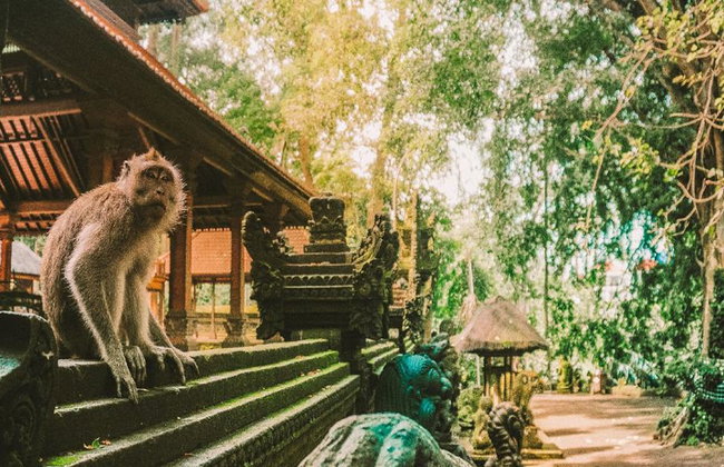 Ubud Nature and Culture: Monkey Forest, Tegalalang Rice Terraces and more – Full-Day Tour - Photo 1